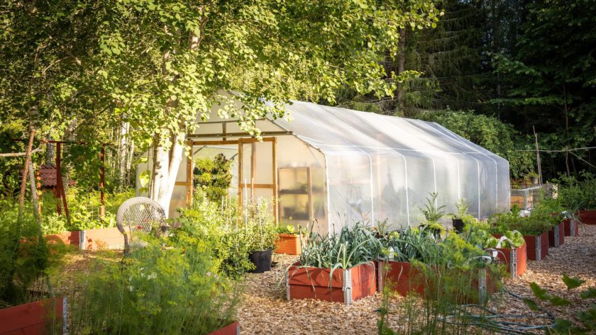 Pěstování zeleniny v zahradním skleníku - výhody a tipy