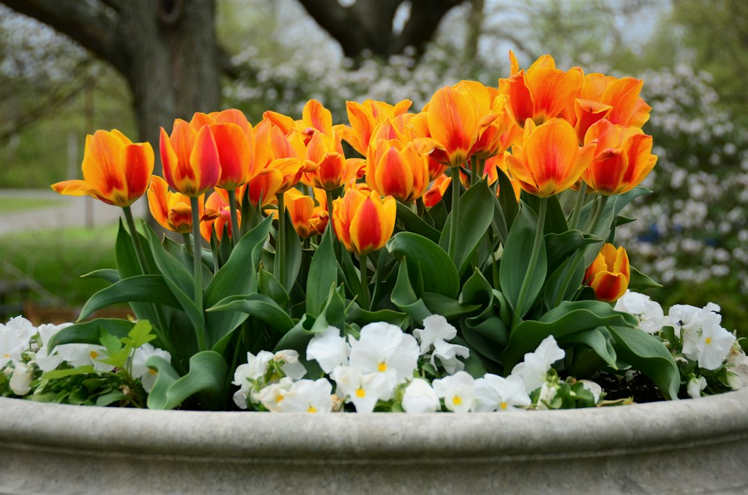 Červené a žluté tulipány v nádobě